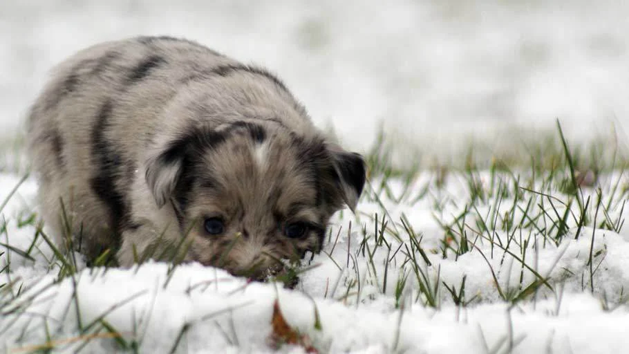 Miniature Australian Shepherd Puppy Male