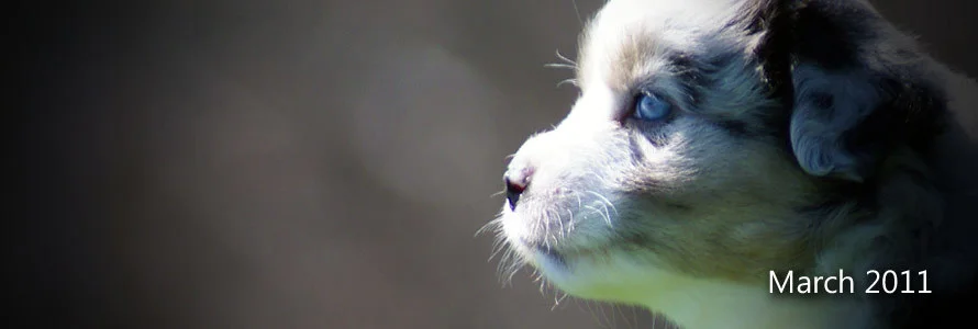 March 2011 Mini Aussie Litter