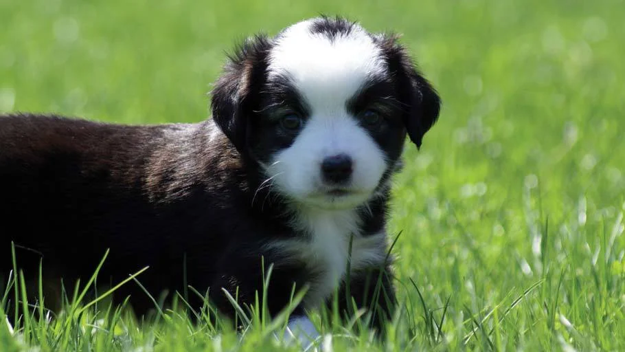 Miniature Australian Shepherd Puppy Male