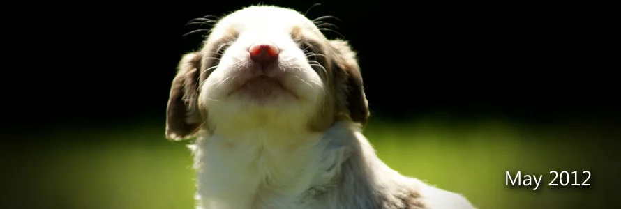 May 2012 Mini Aussie Litter