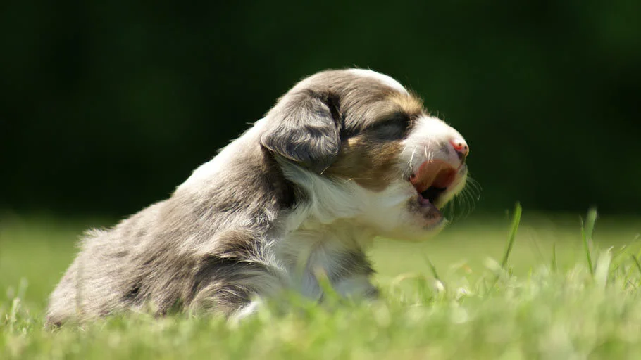 Miniature Australian Shepherd Puppy (Mini Aussie)