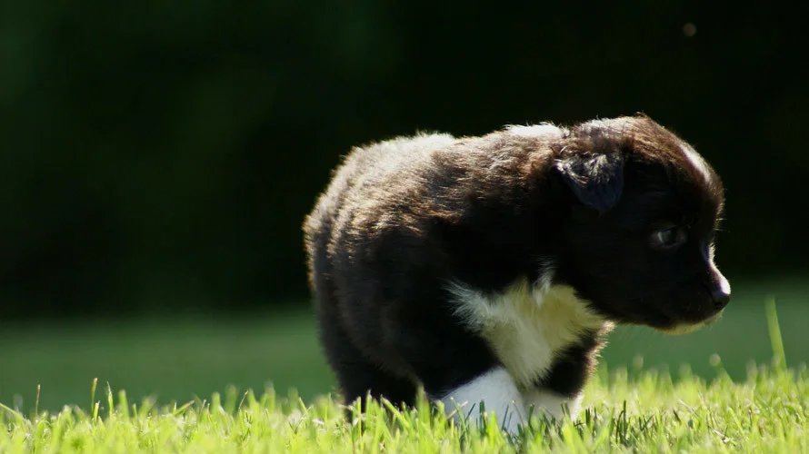 Miniature Australian Shepherd Puppy Male