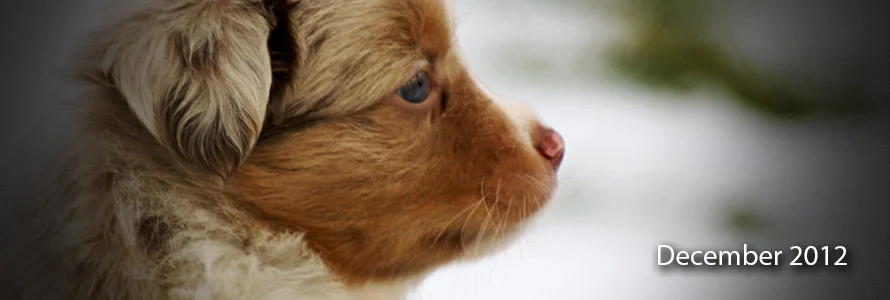 December 2012 Mini Aussie Litter