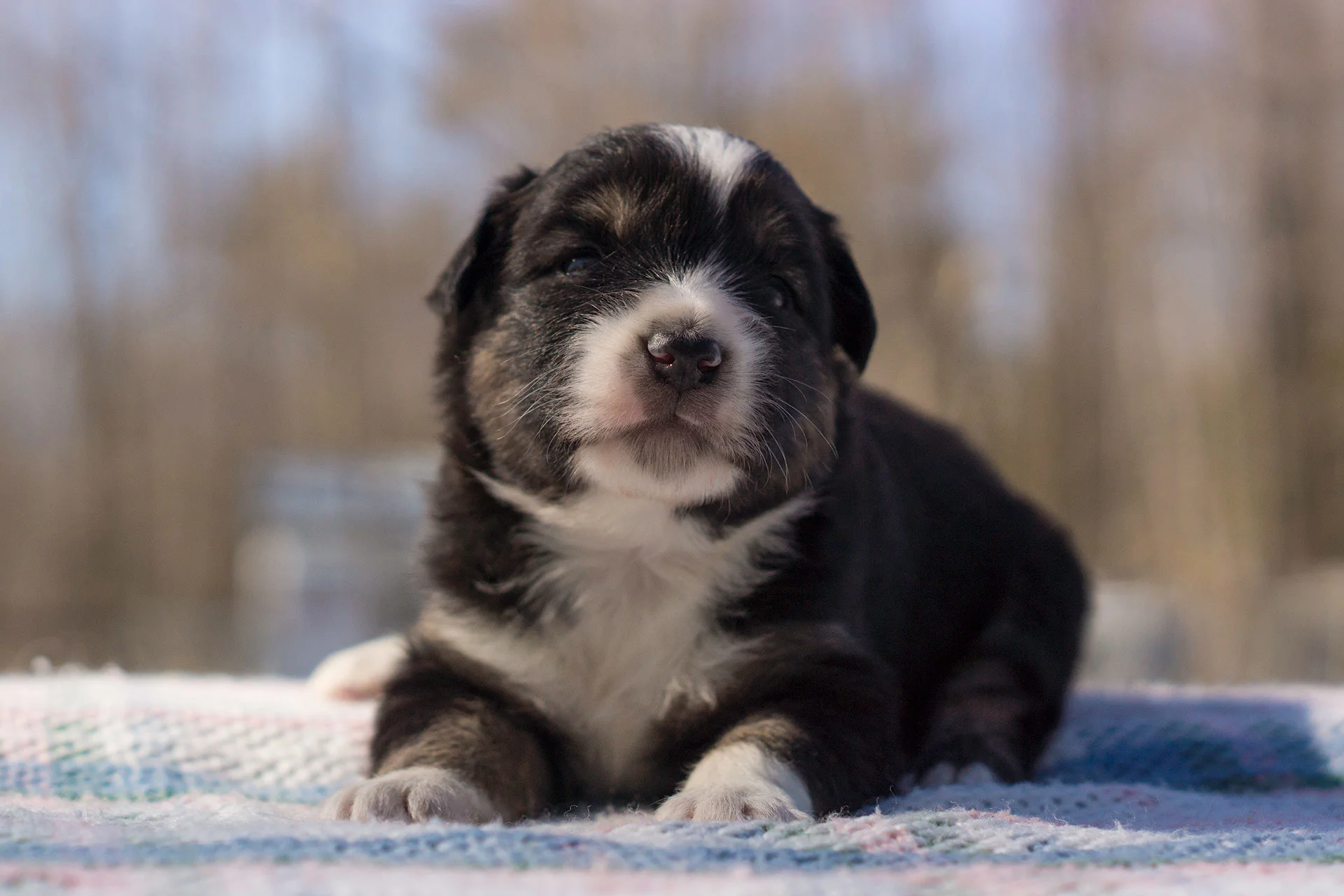Miniature Australian Shepherd Puppy at 3 Weeks Old