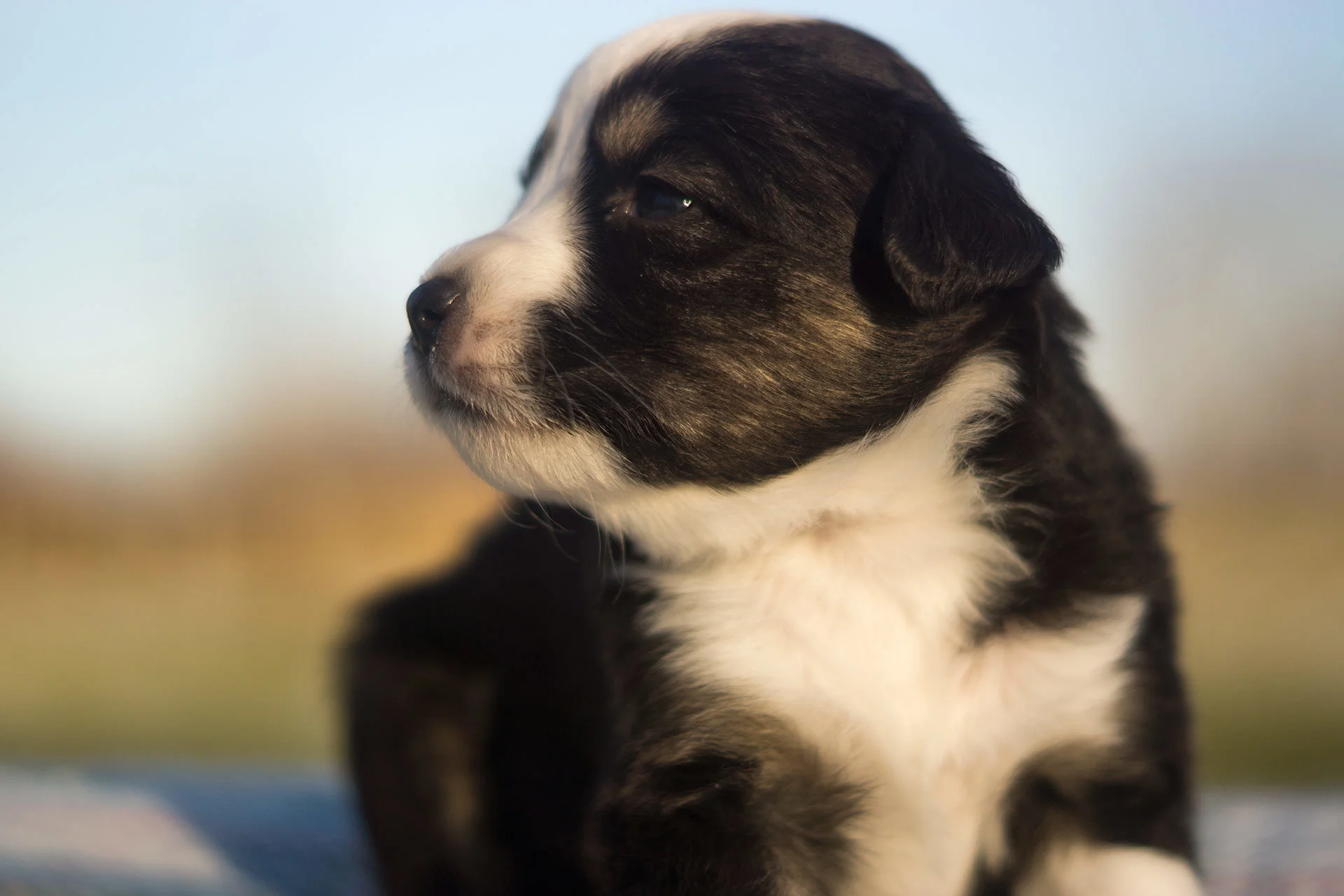Miniature Australian Shepherd Puppy Male Black Tri
