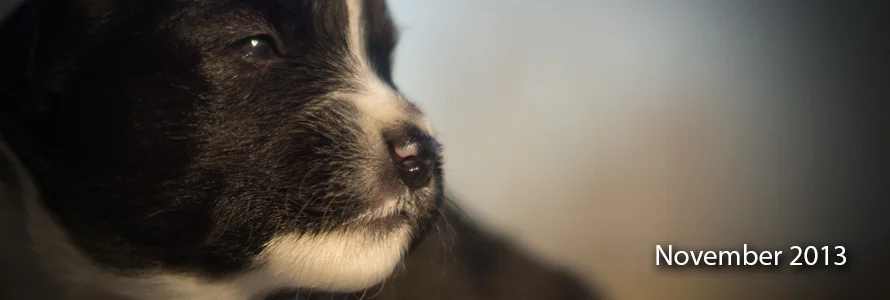 November 2013 Mini Aussie Litter