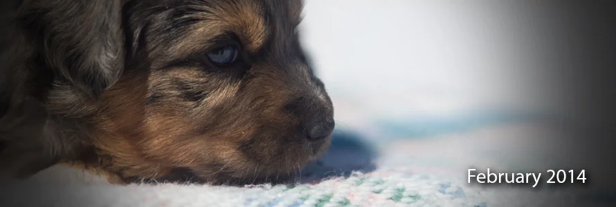 November 2013 Mini Aussie Litter