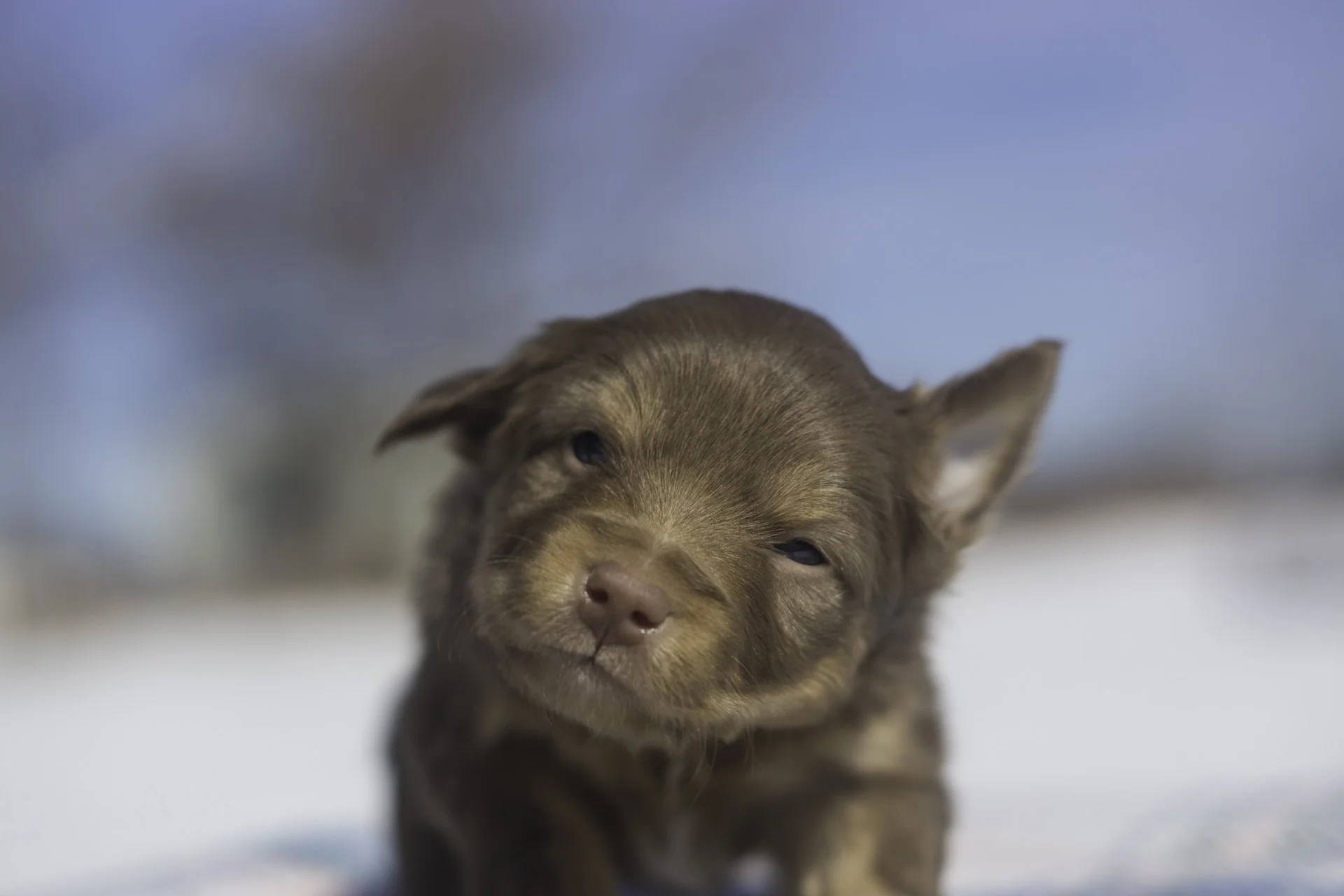 Miniature Australian Shepherd Puppy from Breezemore's Maine Mini Aussies!