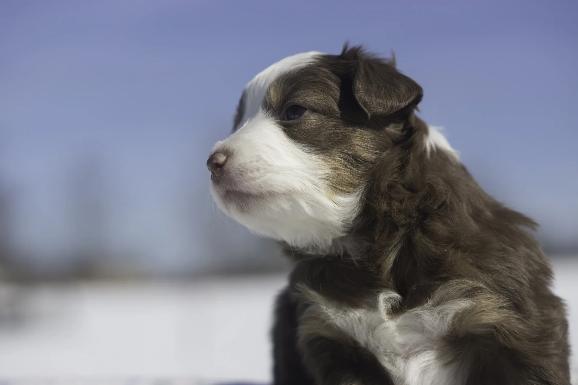 Miniature Australian Shepherd Puppy Male