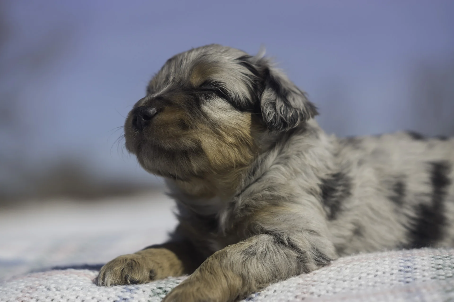 Miniature Australian Shepherd Puppy from Breezemore's Maine Mini Aussies!
