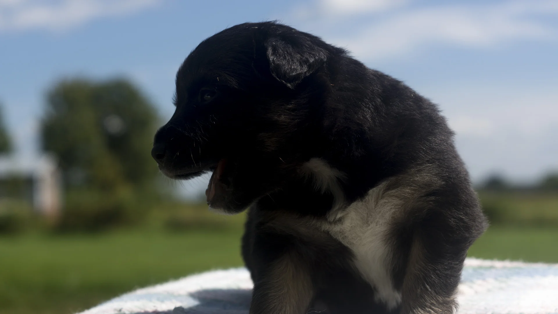 Miniature Australian Shepherd Puppy from Breezemore's Maine Mini Aussies!