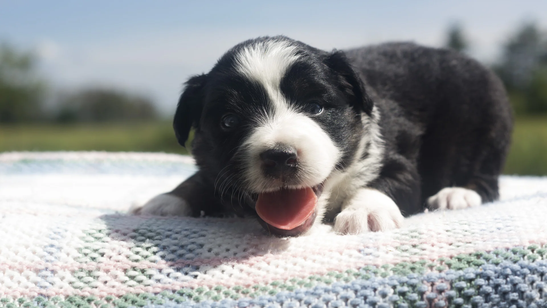 Miniature Australian Shepherd Puppy Female