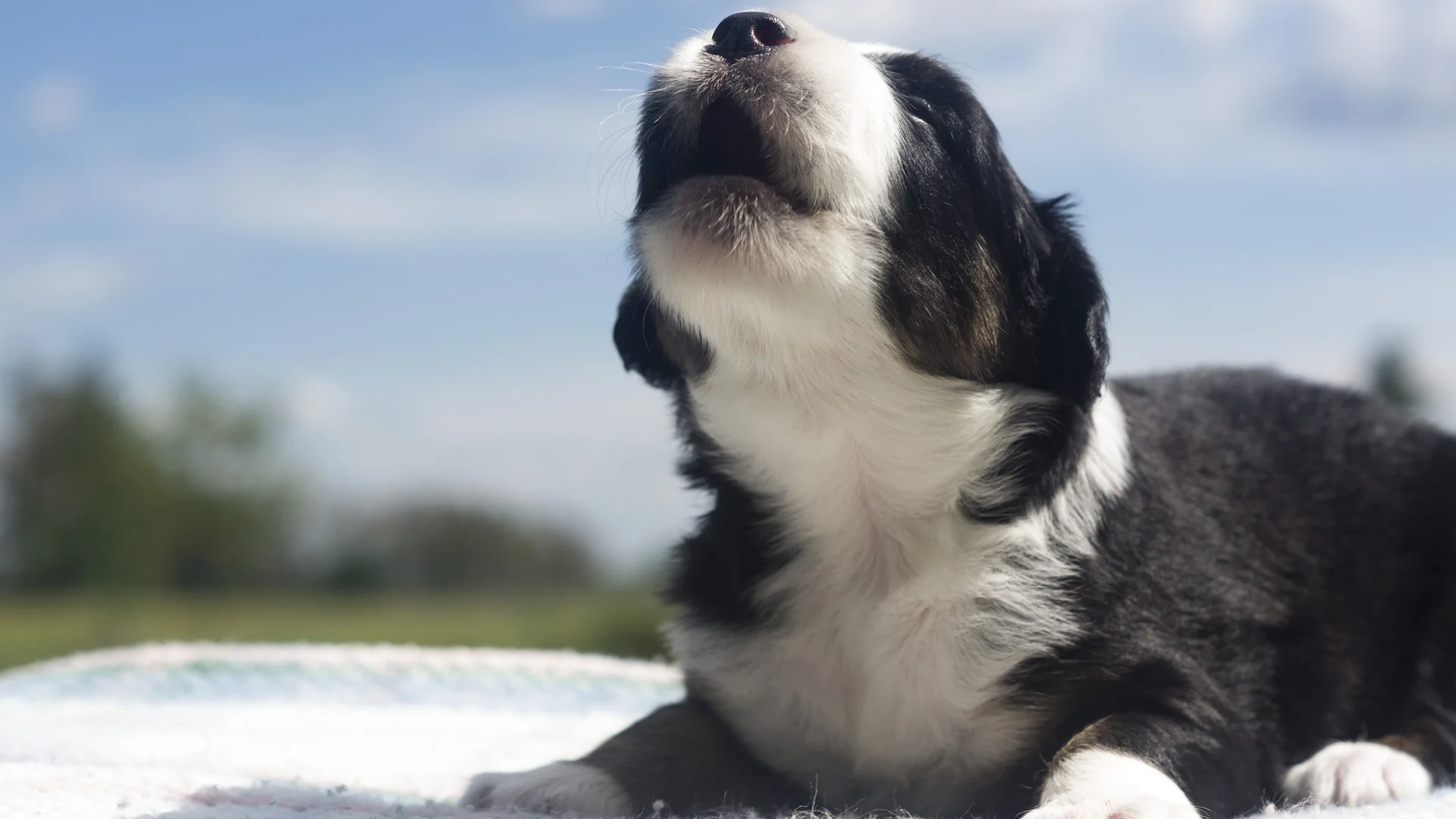 Miniature Australian Shepherd Puppy from Breezemore's Maine Mini Aussies!