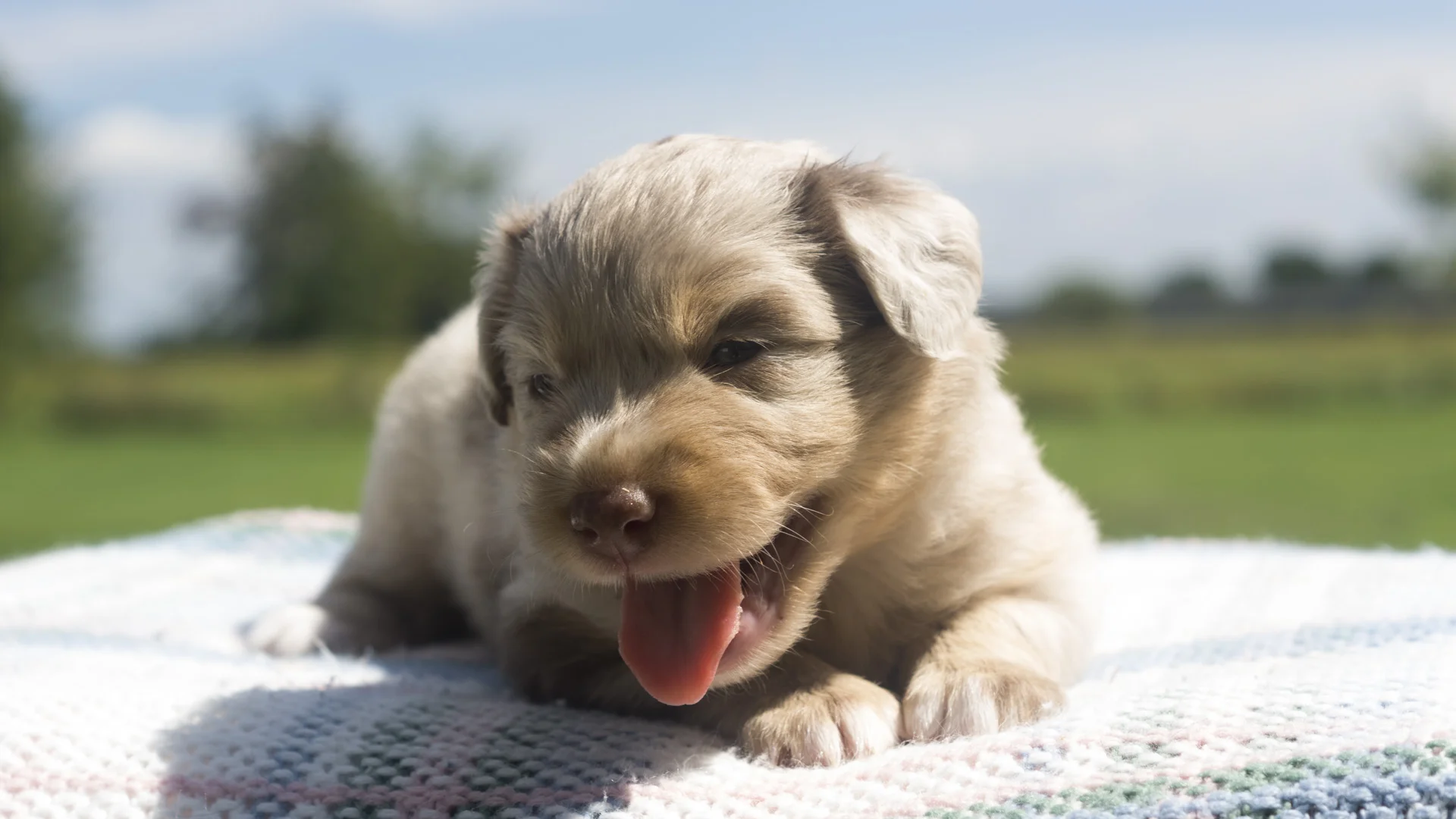 Miniature Australian Shepherd Puppy Female