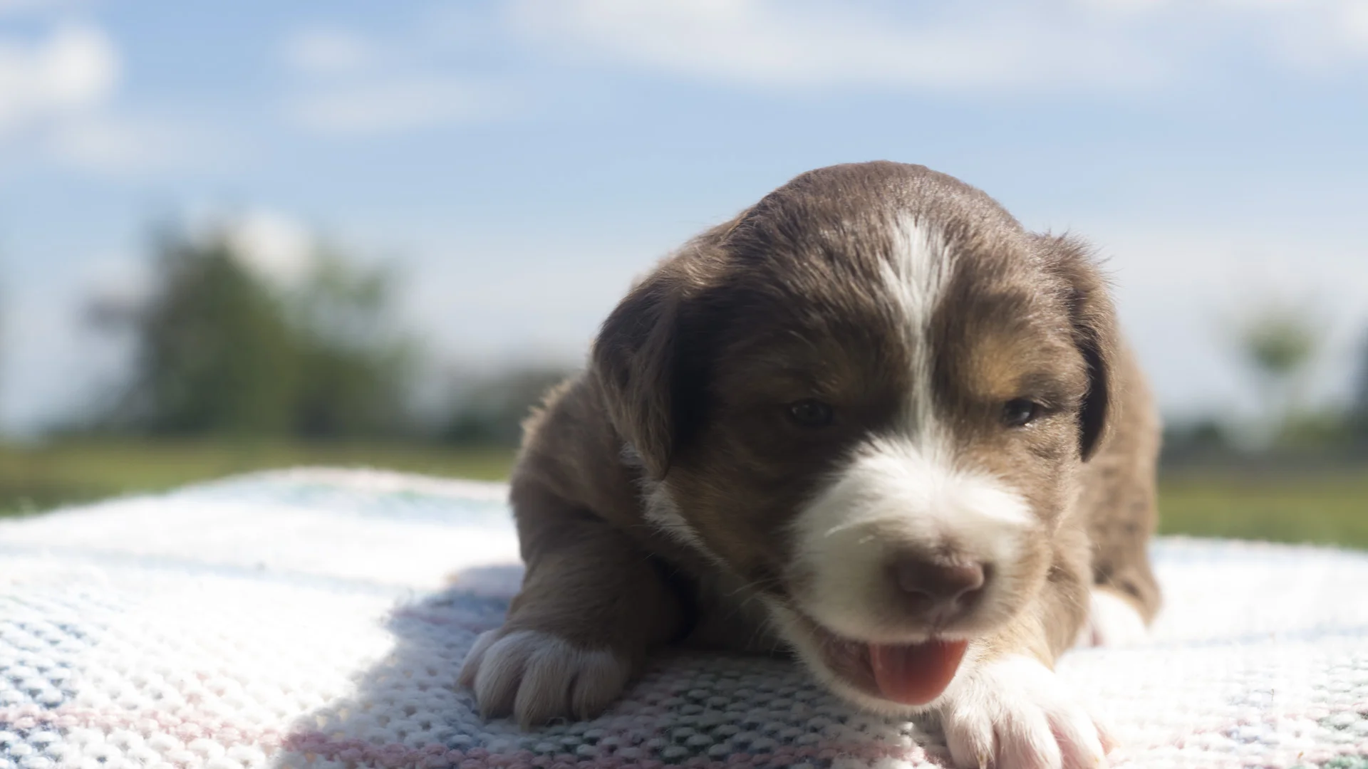 Miniature Australian Shepherd Puppy Male