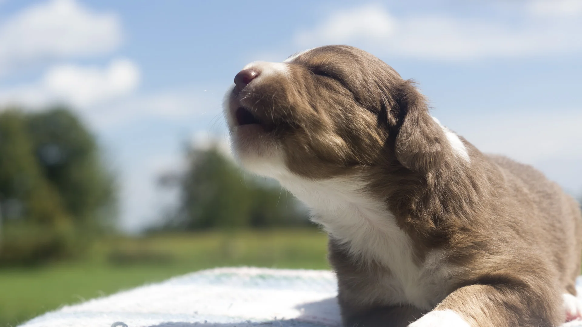 Miniature Australian Shepherd Puppy at 3 Weeks Old