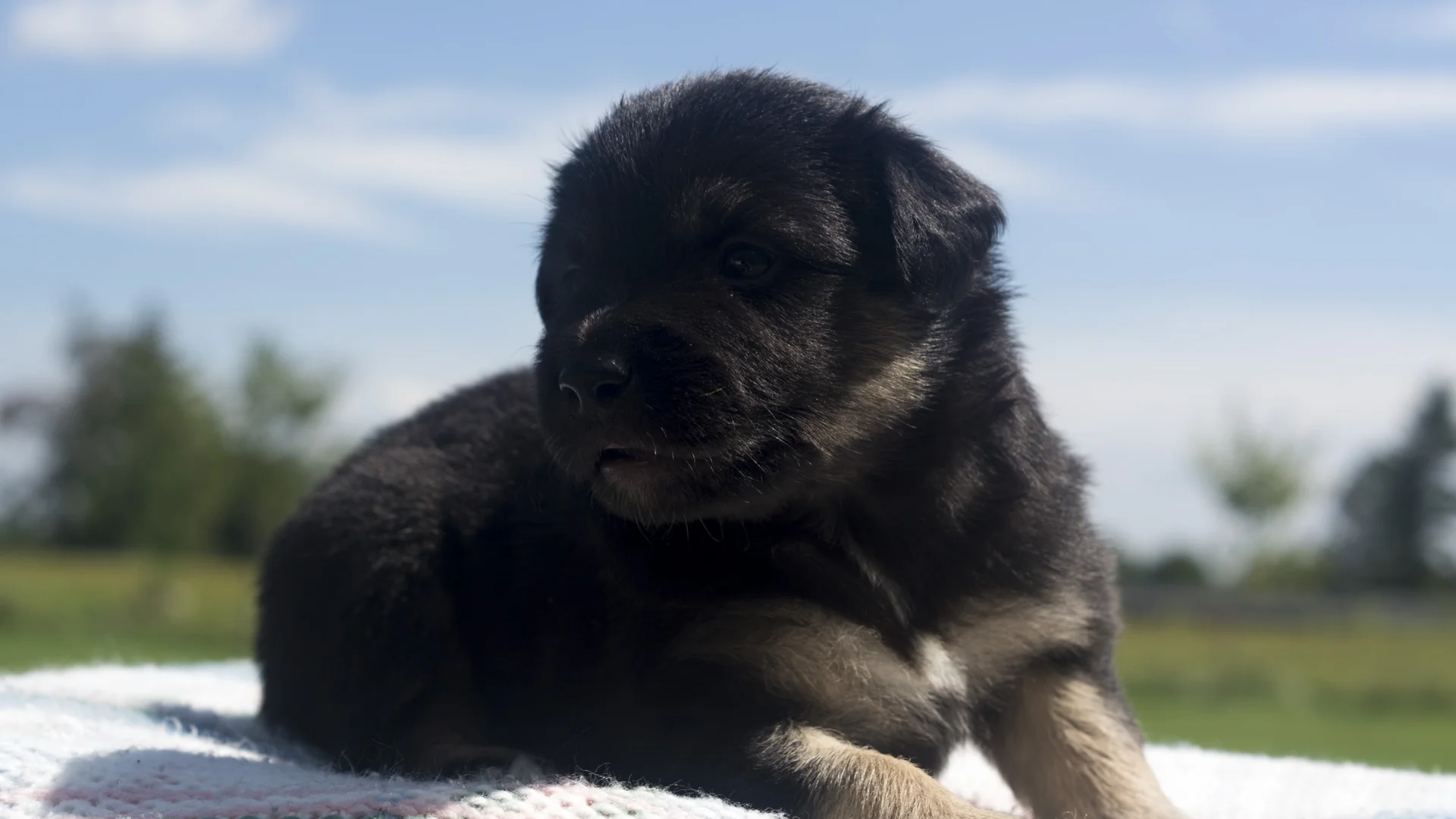 Miniature Australian Shepherd Puppy Male Blue Merle