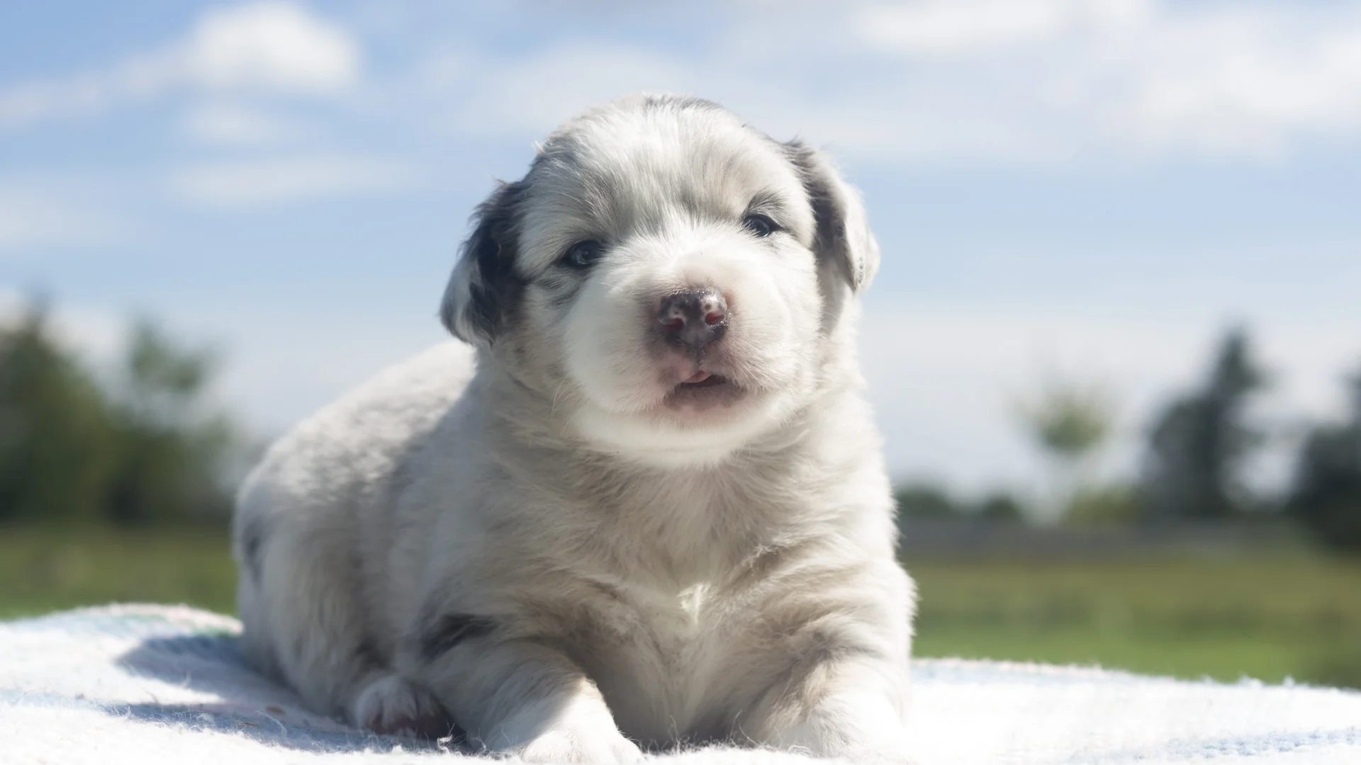 M2a-14-08-Mini-Aussie-Puppy-Blue-Merle.jpg