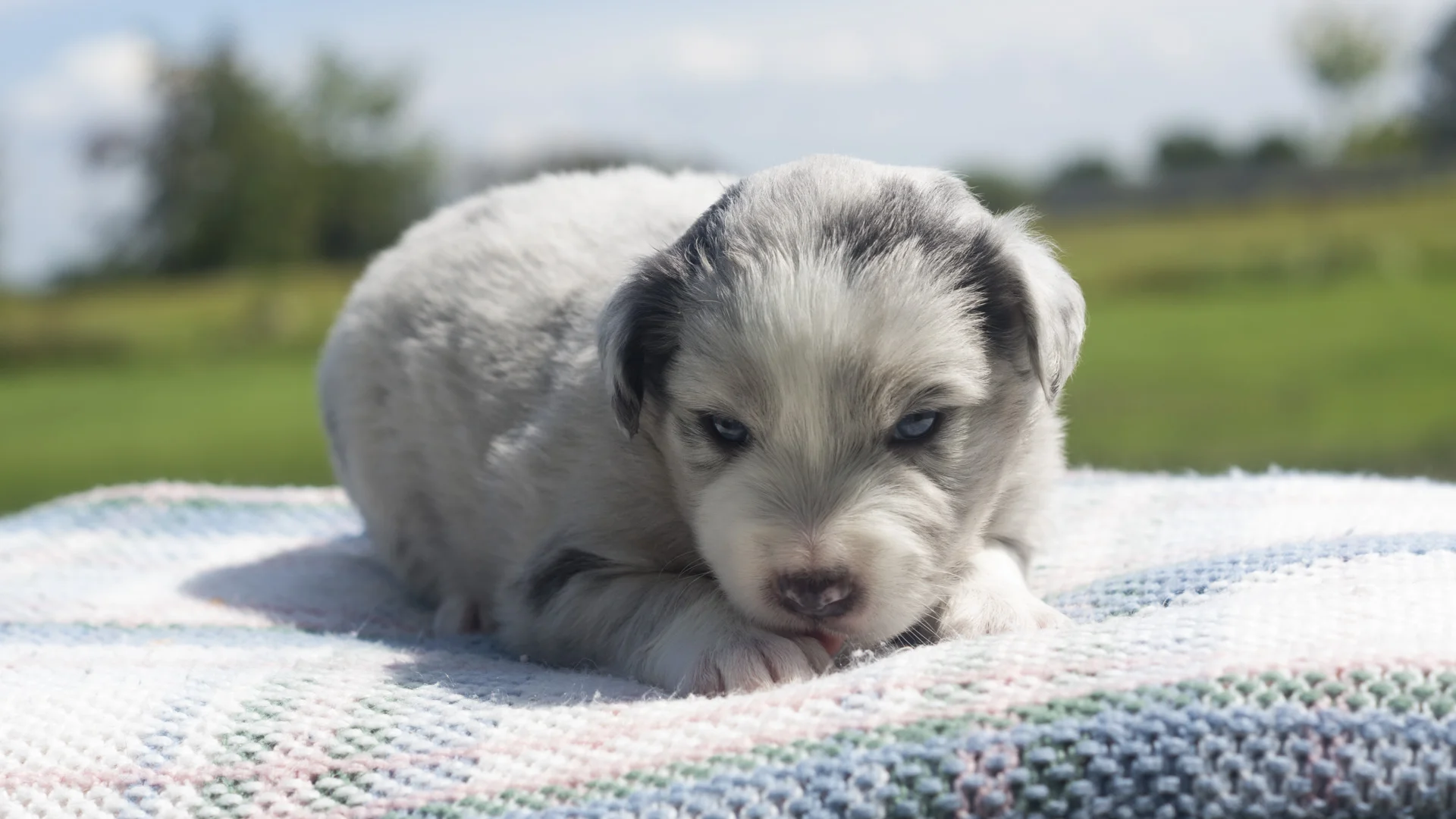 M2b-14-08-Mini-Aussie-Puppy-Blue-Merle.jpg