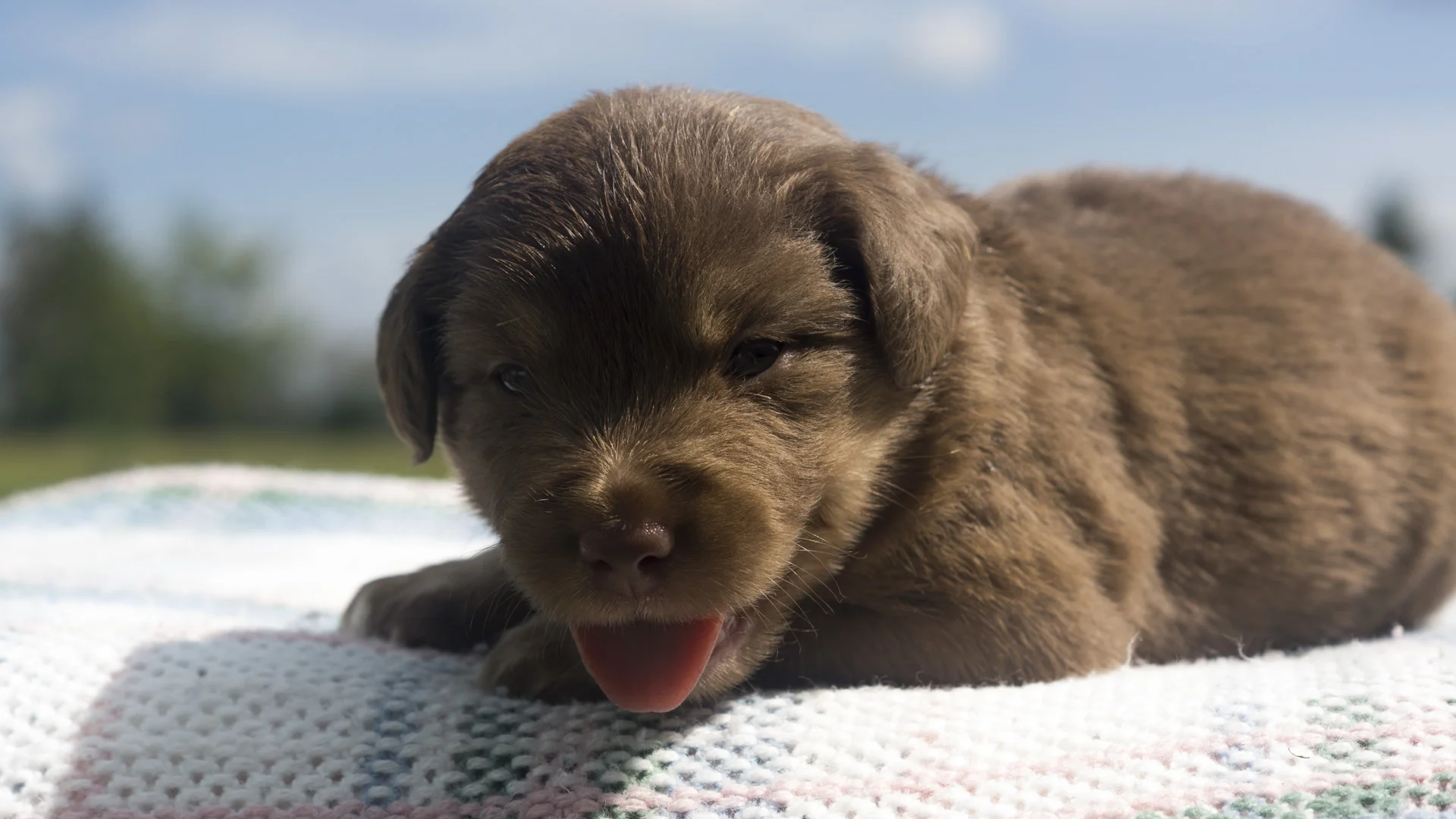 M3b-14-08-Mini-Aussie-Pup-Red-Tri.jpg