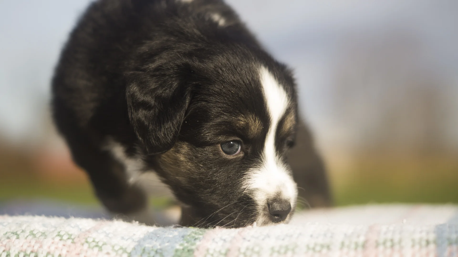 Miniature Australian Shepherd Puppy Female
