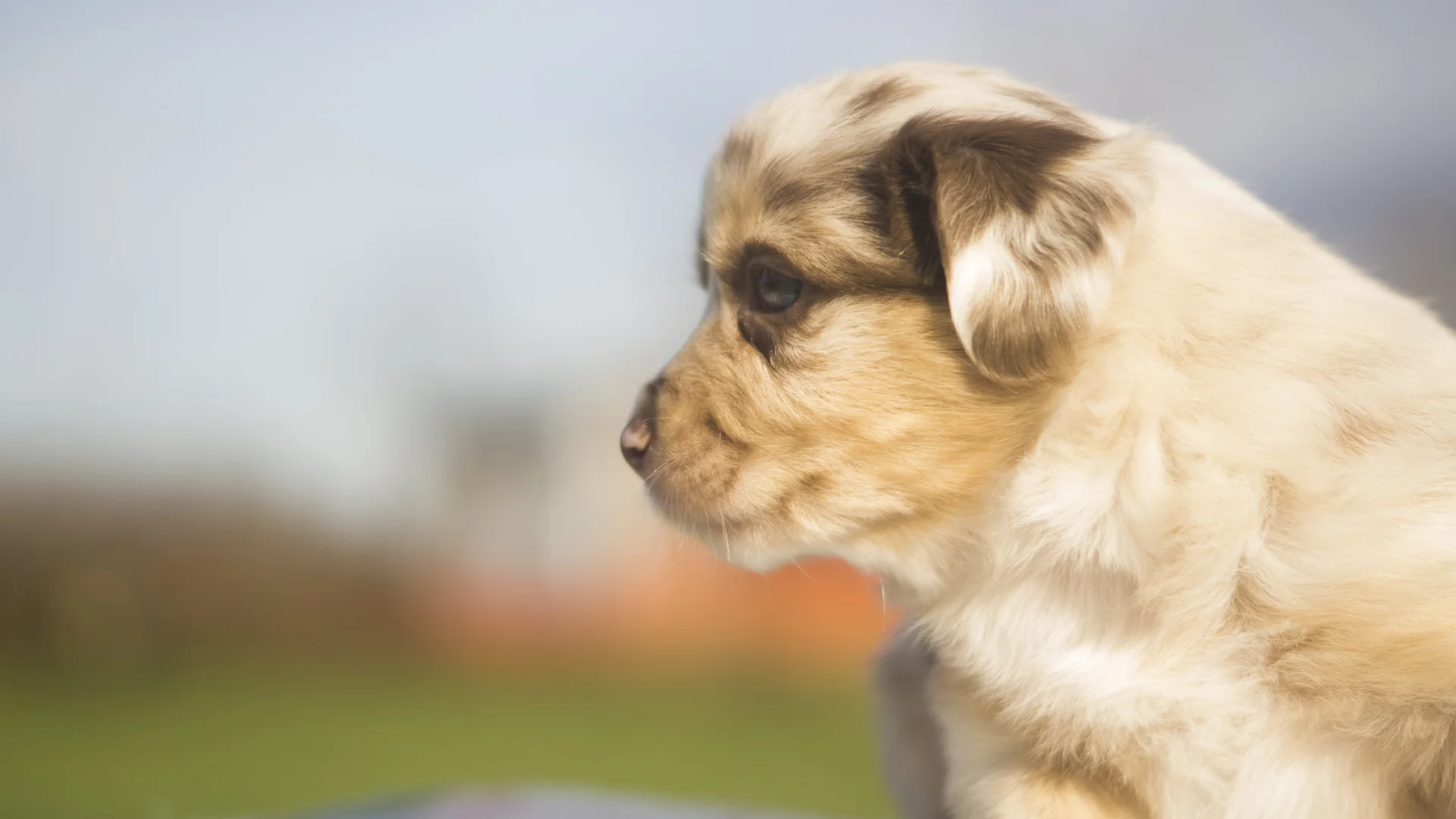 Miniature Australian Shepherd Puppy Female