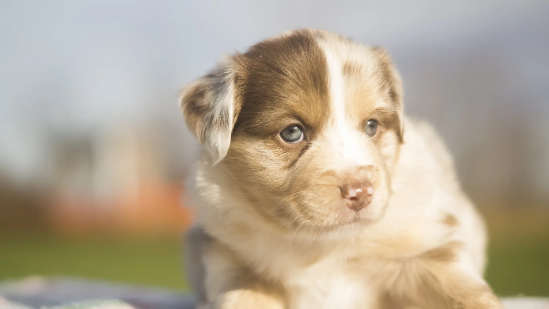 Miniature Australian Shepherd Puppy from Breezemore's Maine Mini Aussies!