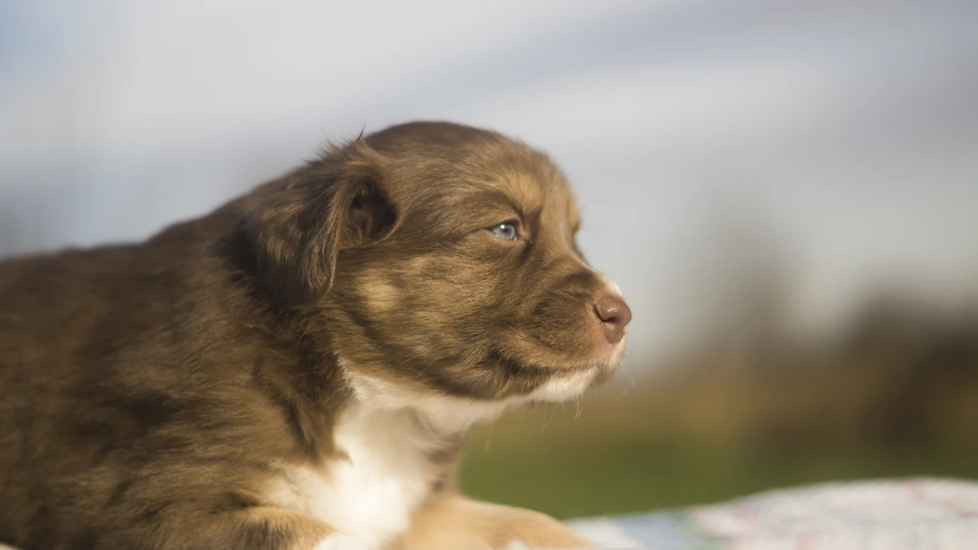 Miniature Australian Shepherd Puppy Male