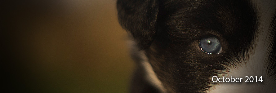 October 2014 Mini Aussie Litter