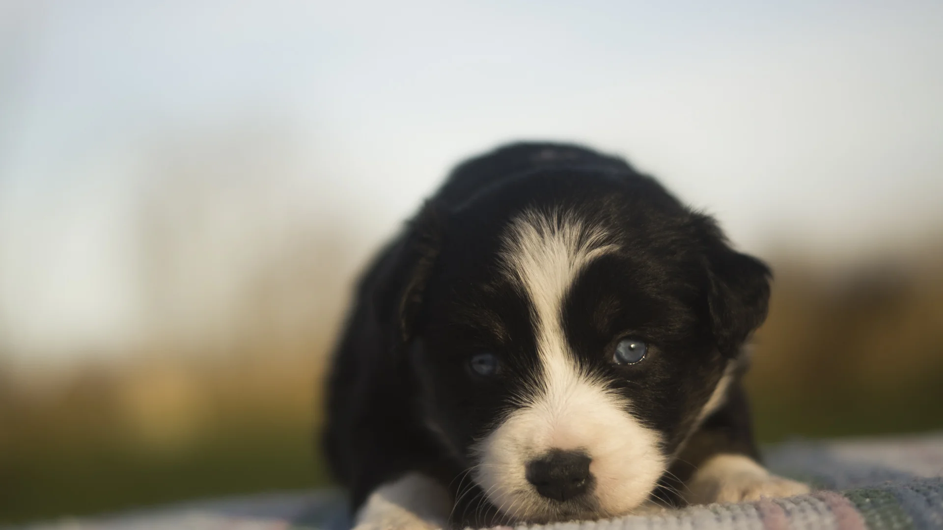 Miniature Australian Shepherd Puppy from Breezemore's Maine Mini Aussies!