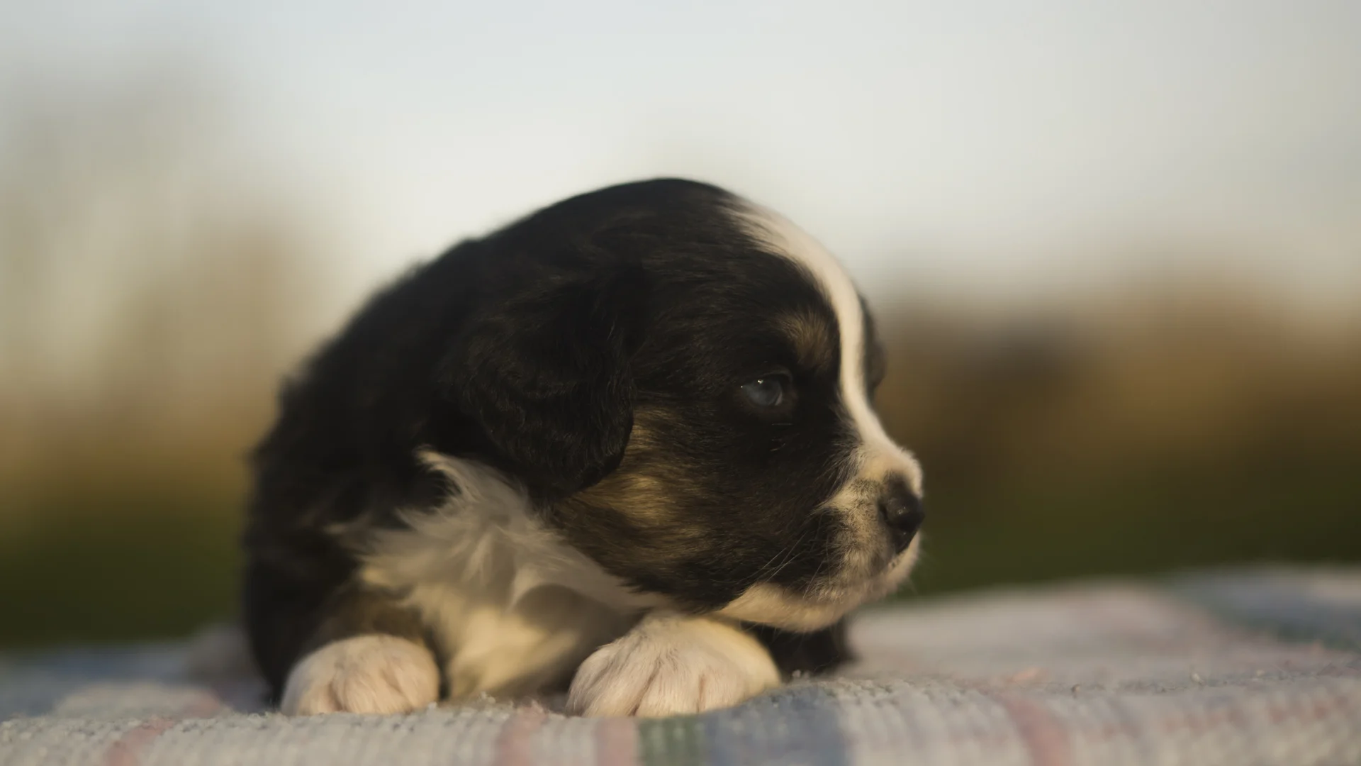 Miniature Australian Shepherd Puppy Female