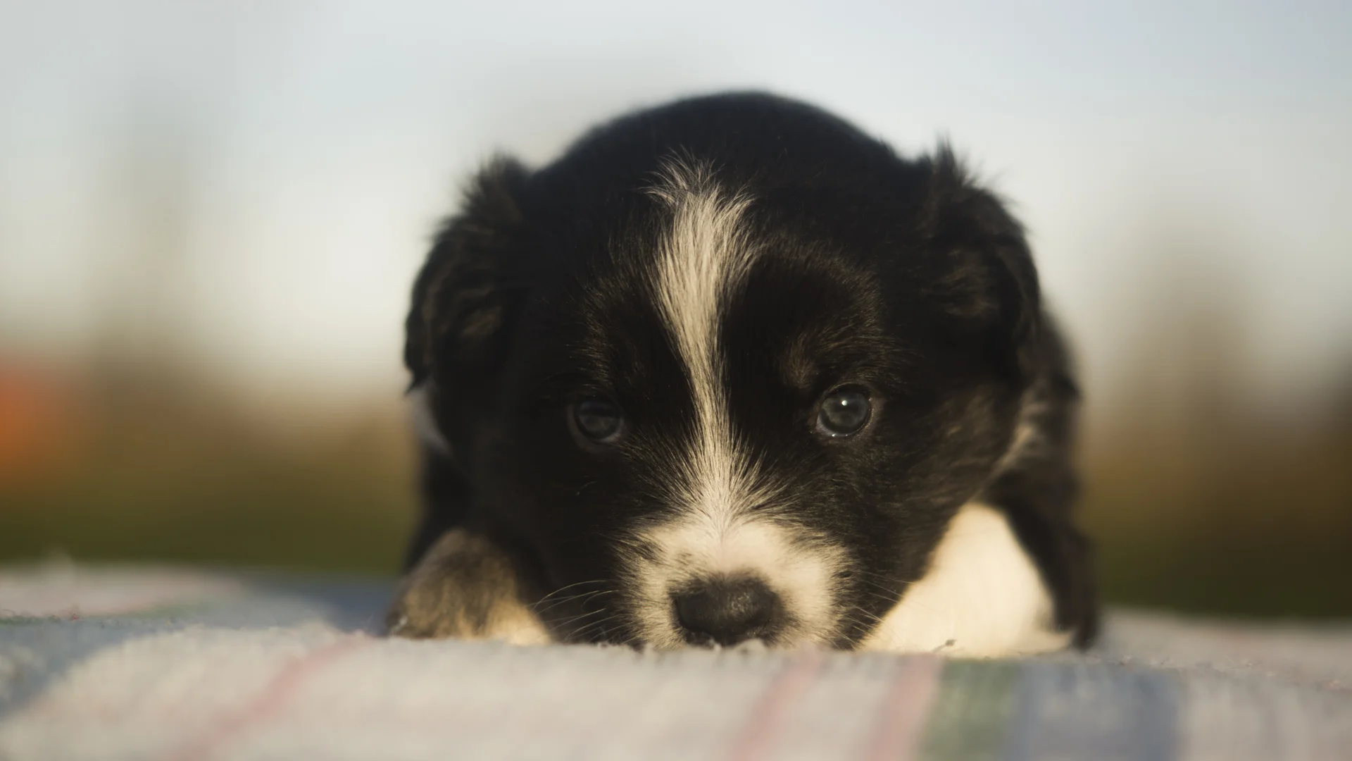 Miniature Australian Shepherd Puppy Female