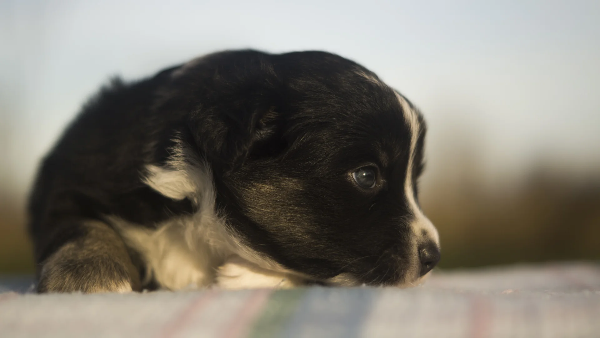 Miniature Australian Shepherd Puppy from Breezemore's Maine Mini Aussies!