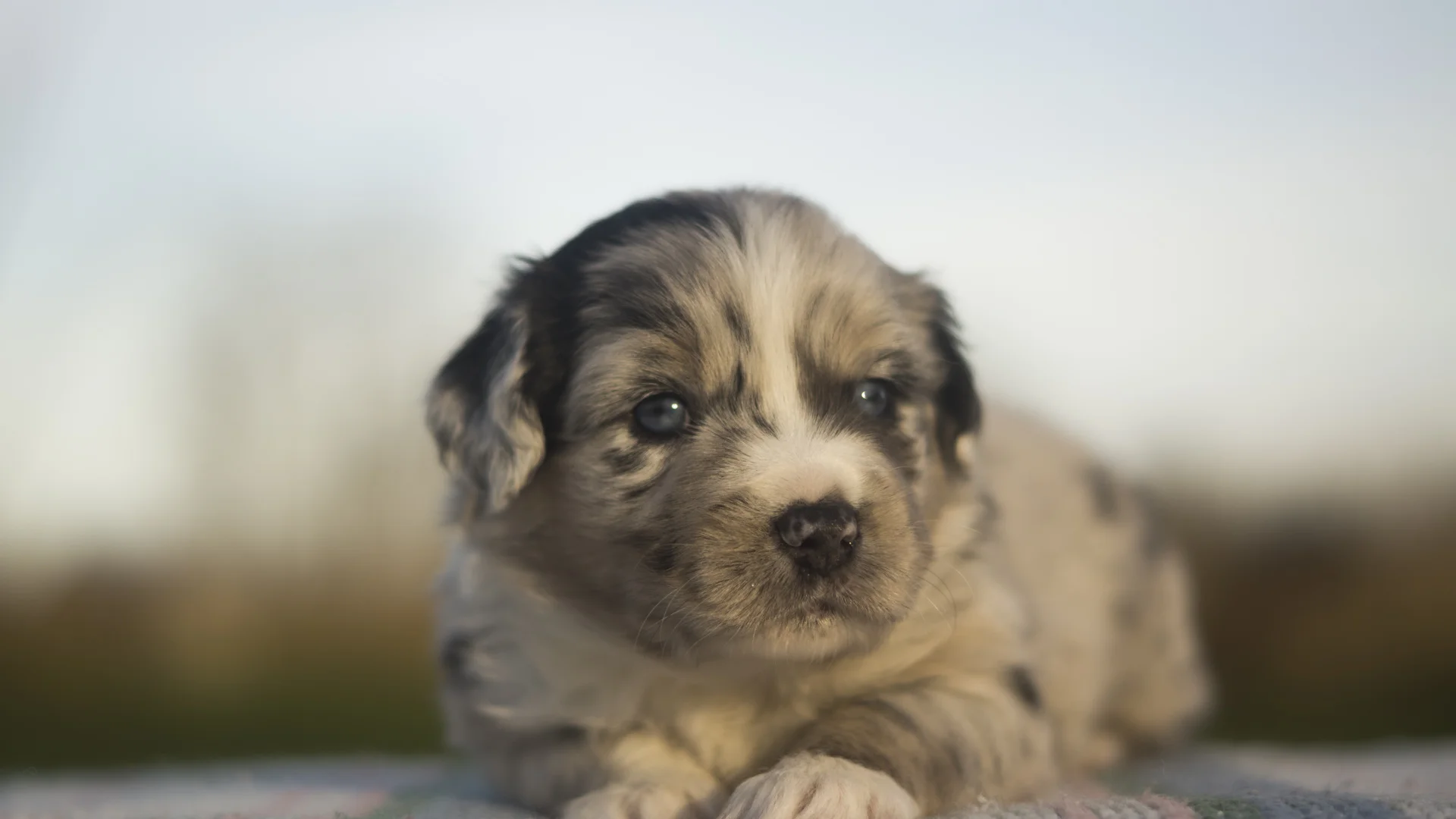 Miniature Australian Shepherd Puppy Female