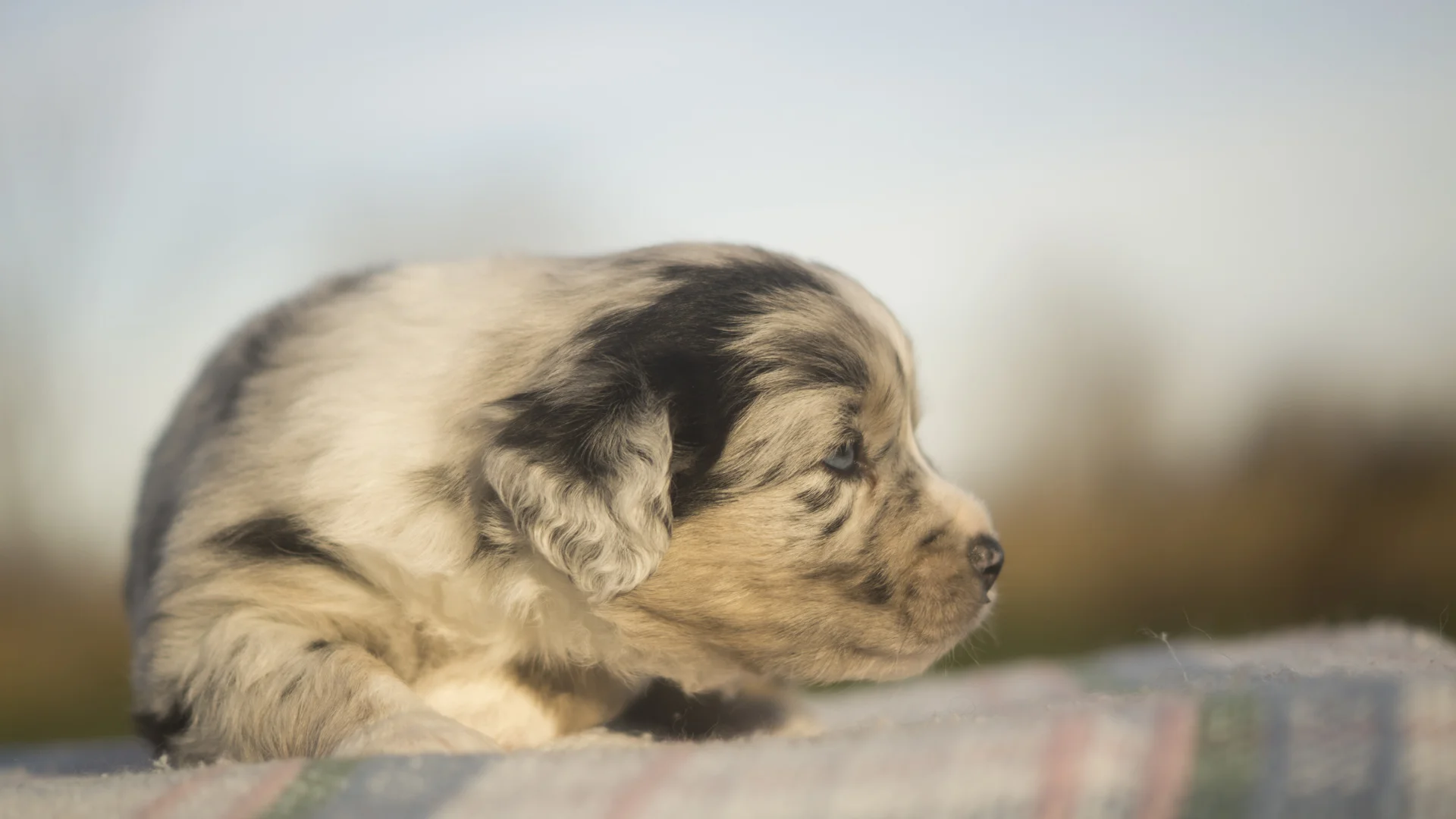 Miniature Australian Shepherd Puppy from Breezemore's Maine Mini Aussies!