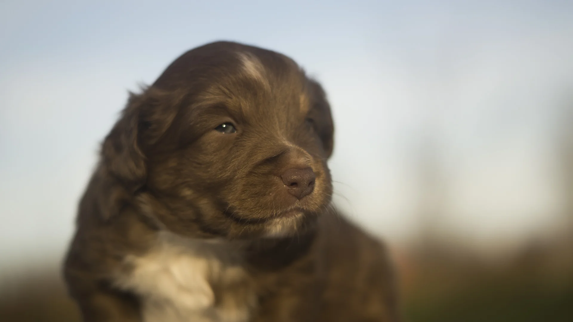 Miniature Australian Shepherd Puppy Male