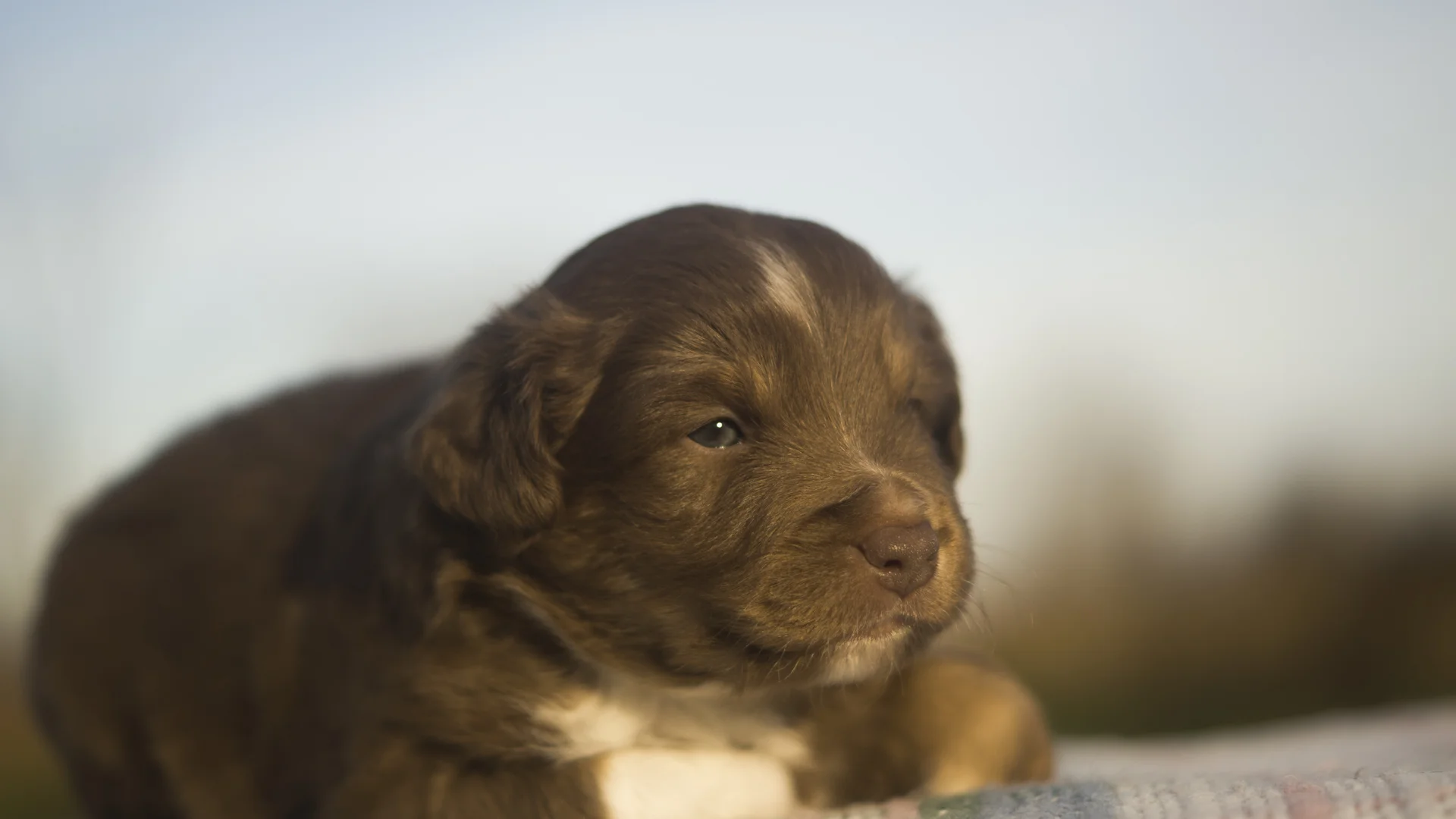 Miniature Australian Shepherd Puppy at 3 Weeks Old