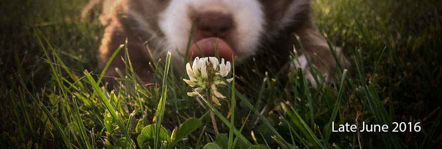 October 2014 Mini Aussie Litter