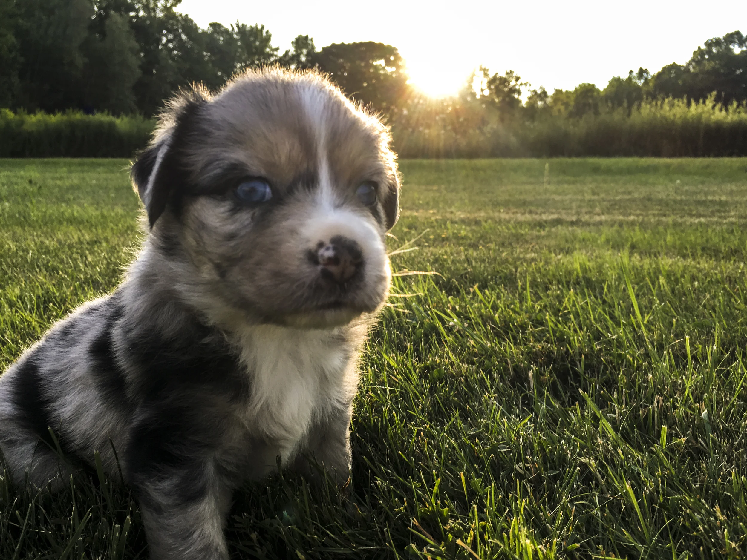 Miniature Australian Shepherd Puppy from Breezemore's Maine Mini Aussies!