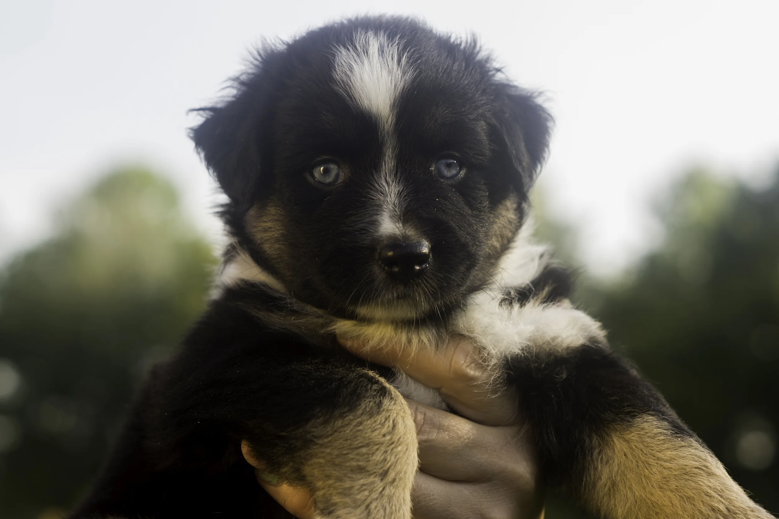 Miniature Australian Shepherd Puppy from Breezemore's Maine Mini Aussies!