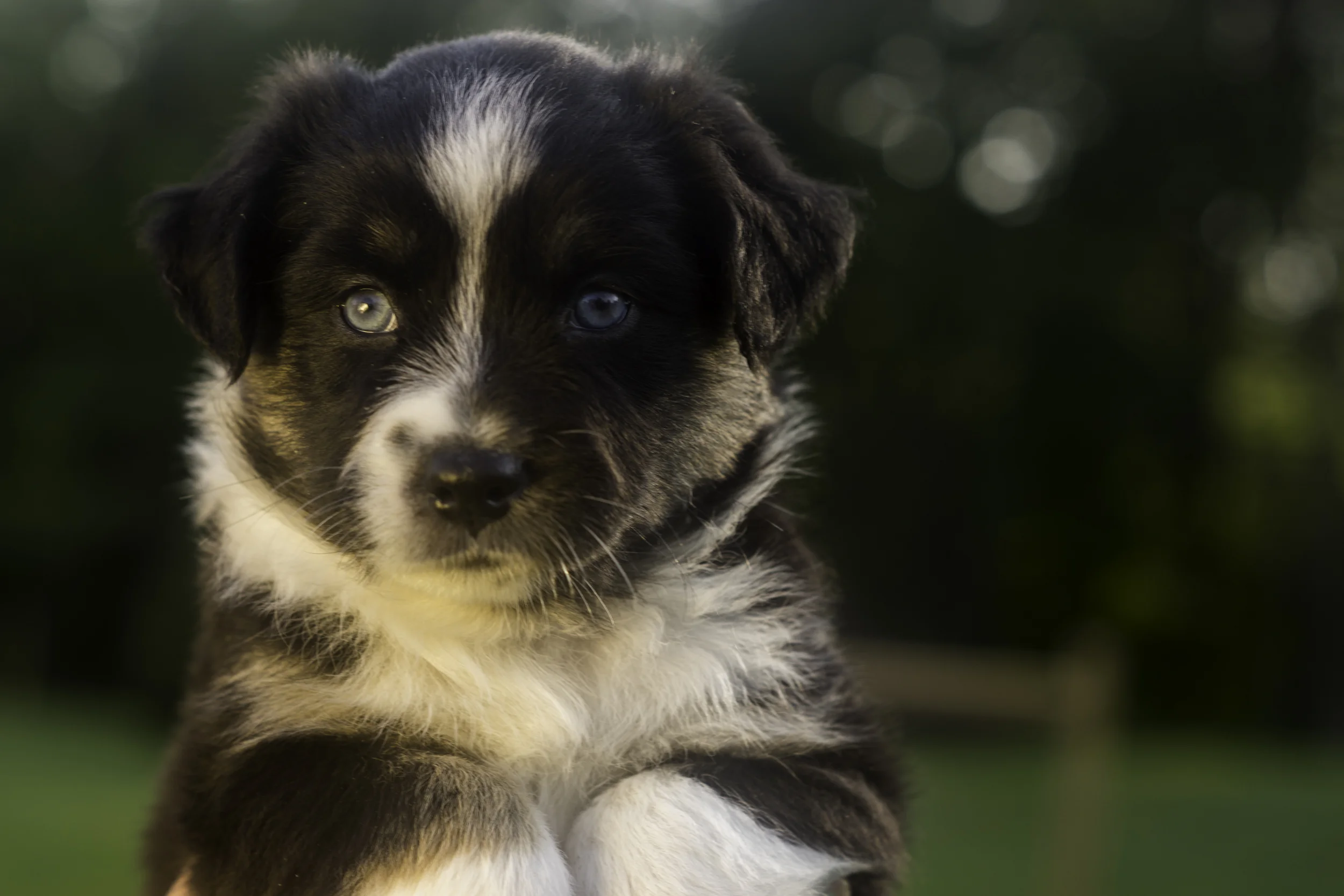 Miniature Australian Shepherd Puppy Female