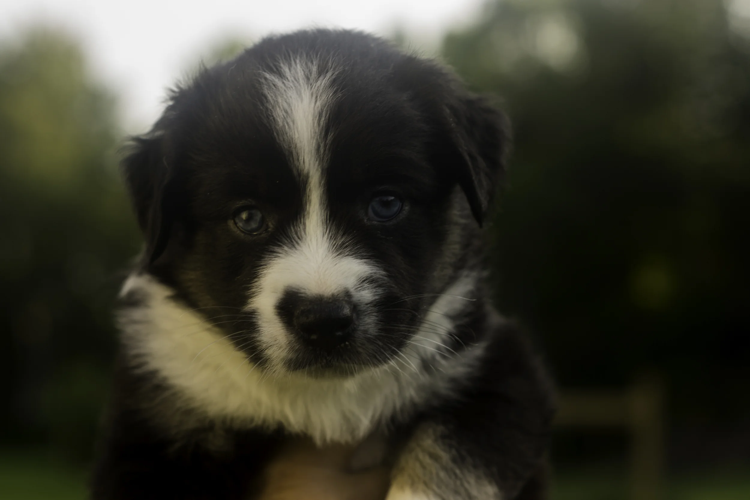 Miniature Australian Shepherd Puppy from Breezemore's Maine Mini Aussies!