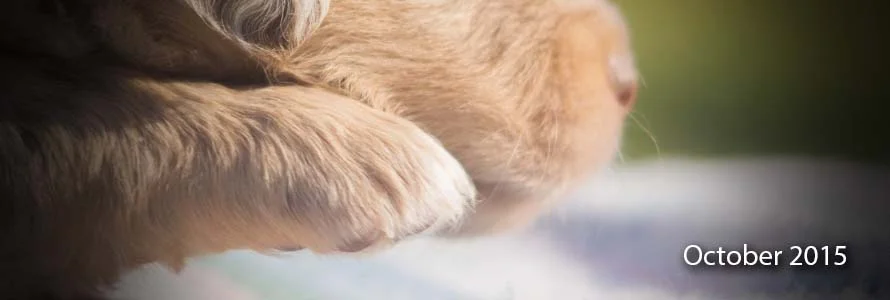 October 2014 Mini Aussie Litter