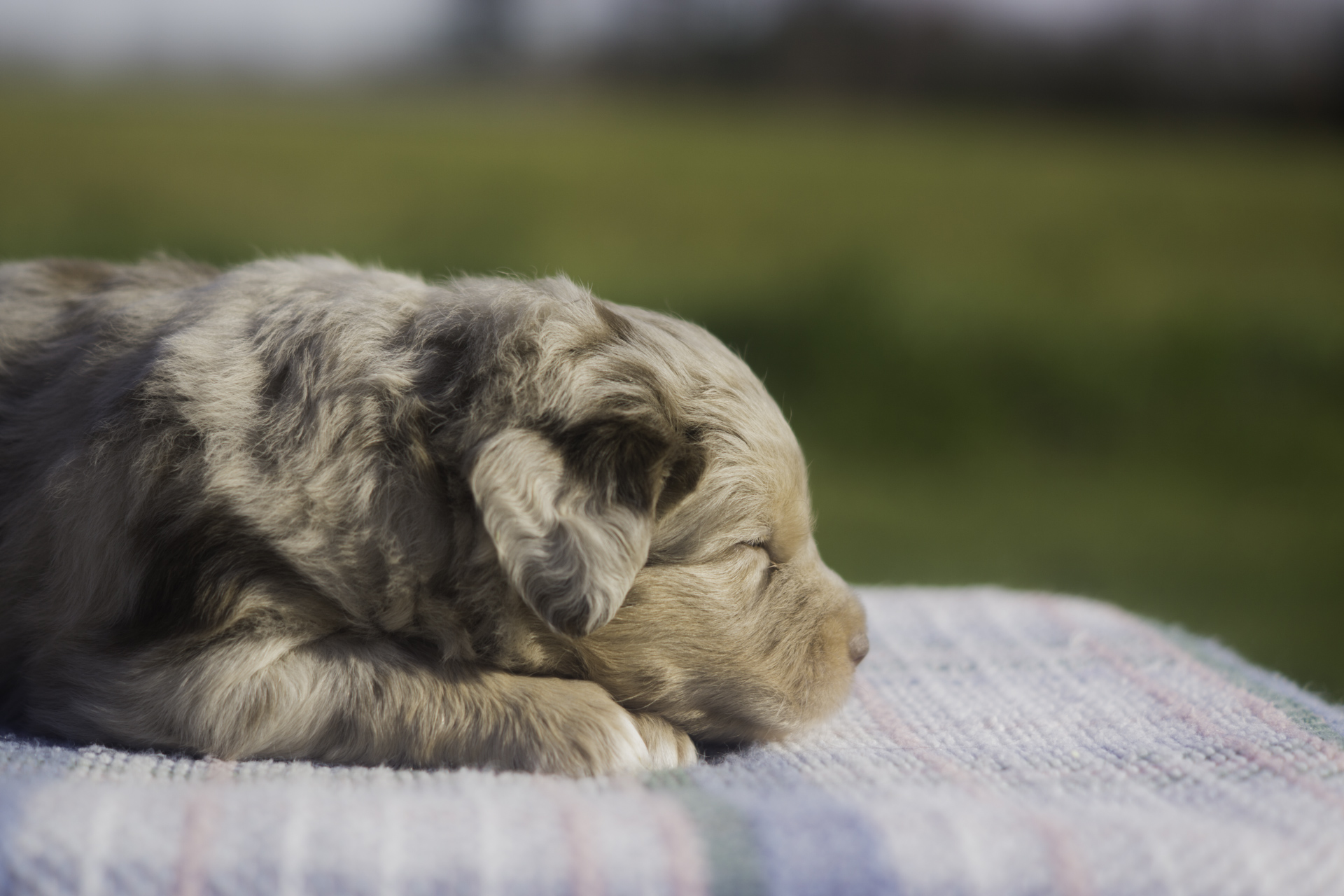 Miniature Australian Shepherd Puppy Female