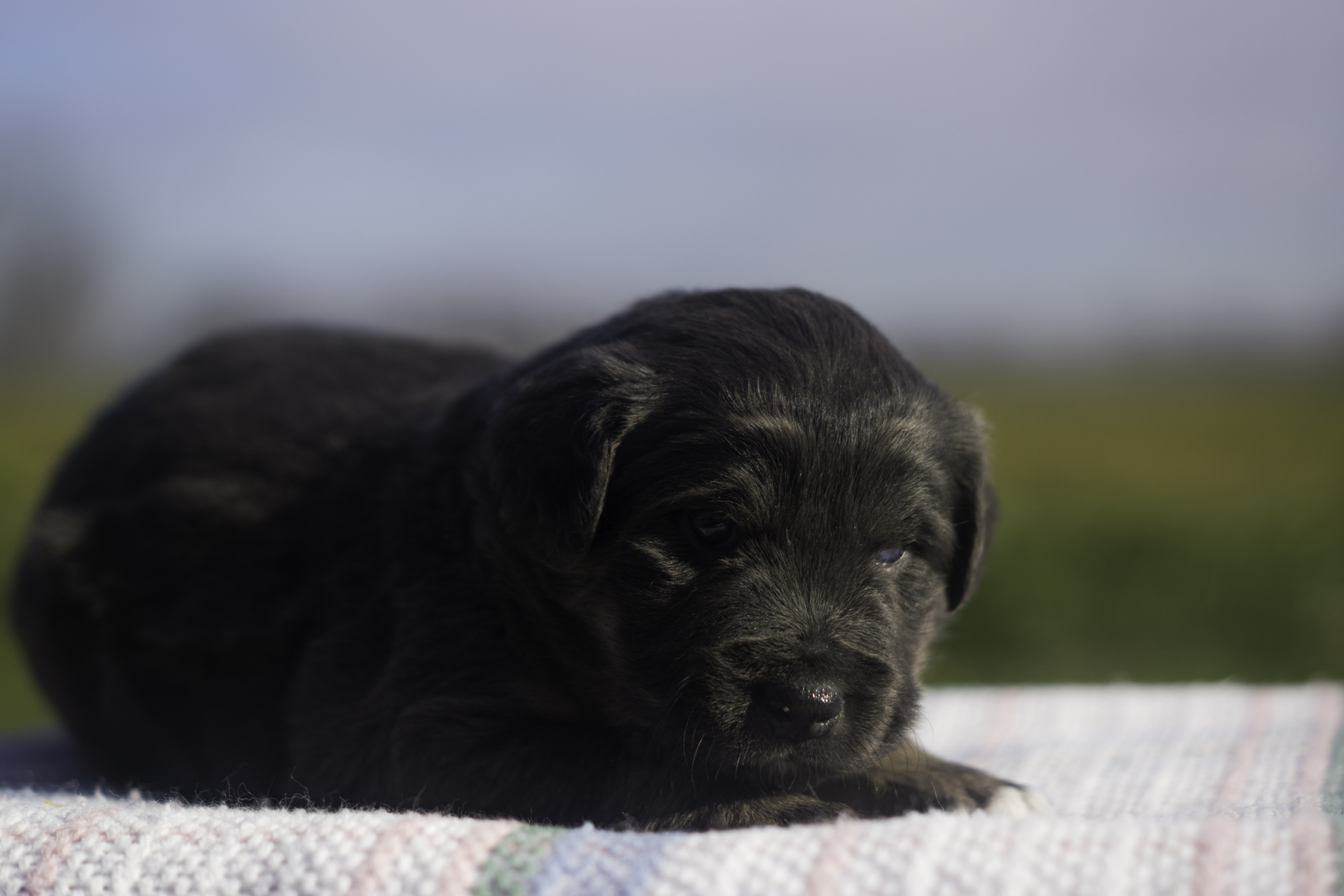Miniature Australian Shepherd Puppy from Breezemore's Maine Mini Aussies!