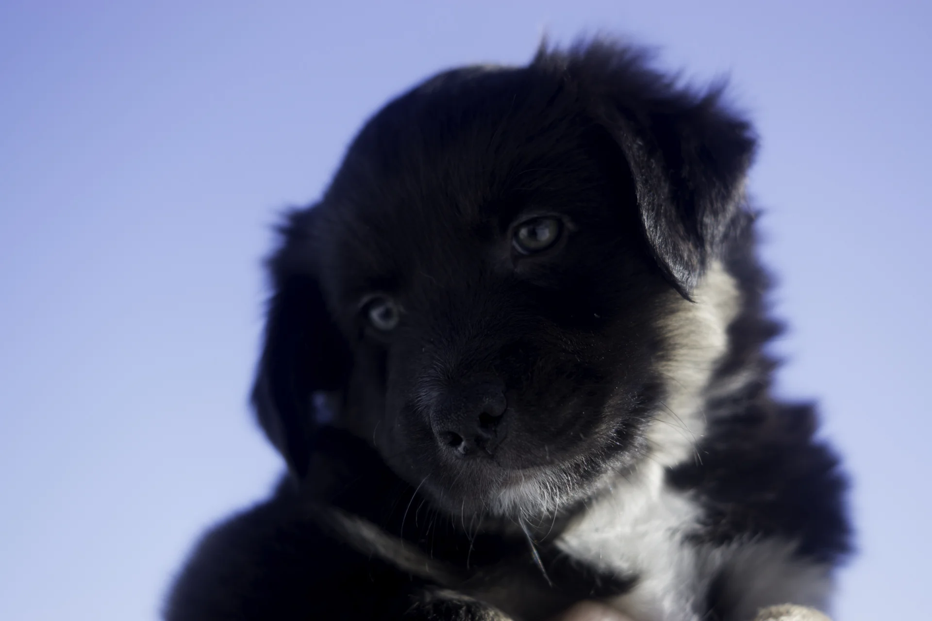 Miniature Australian Shepherd Puppy Female