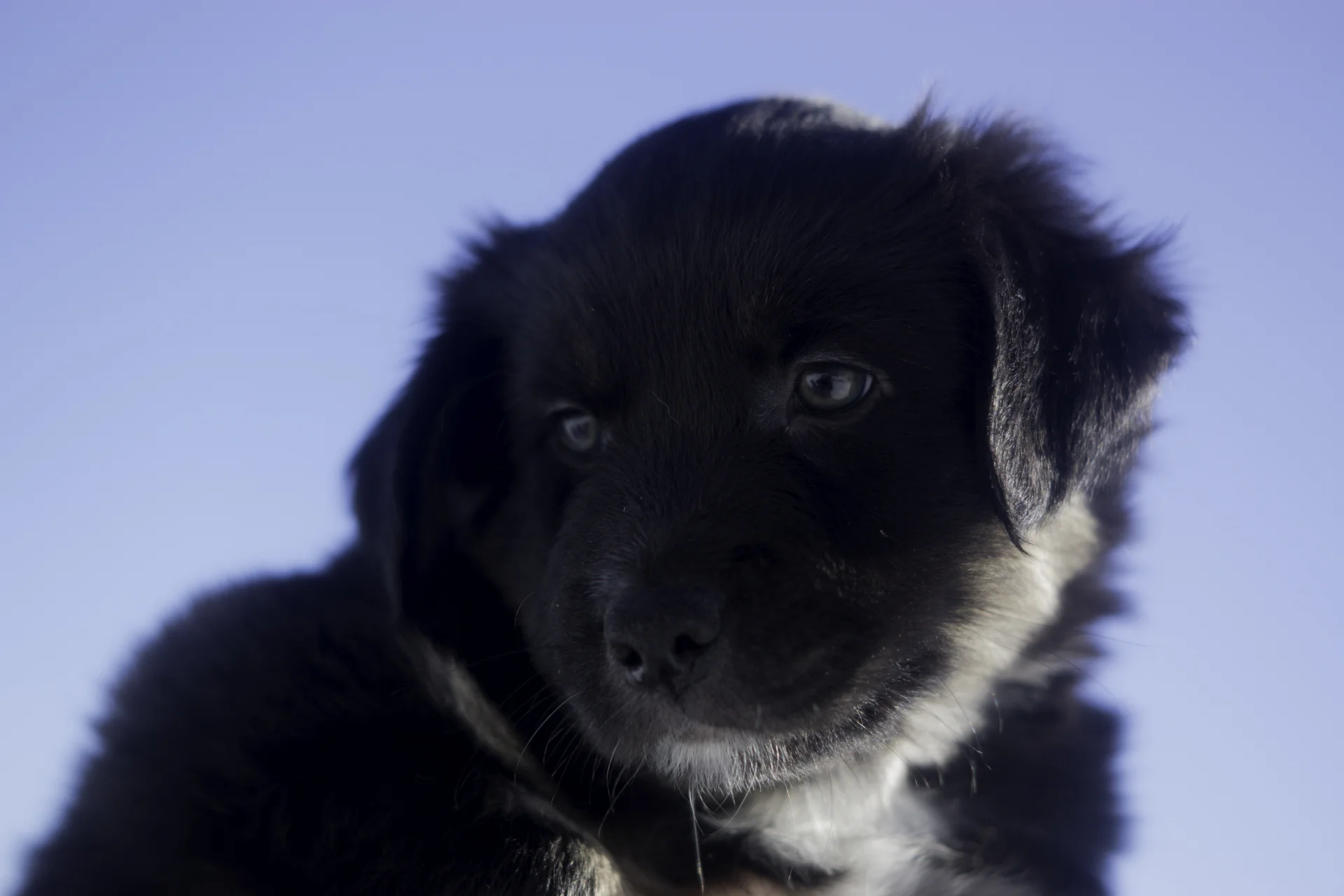 Miniature Australian Shepherd Puppy from Breezemore's Maine Mini Aussies!