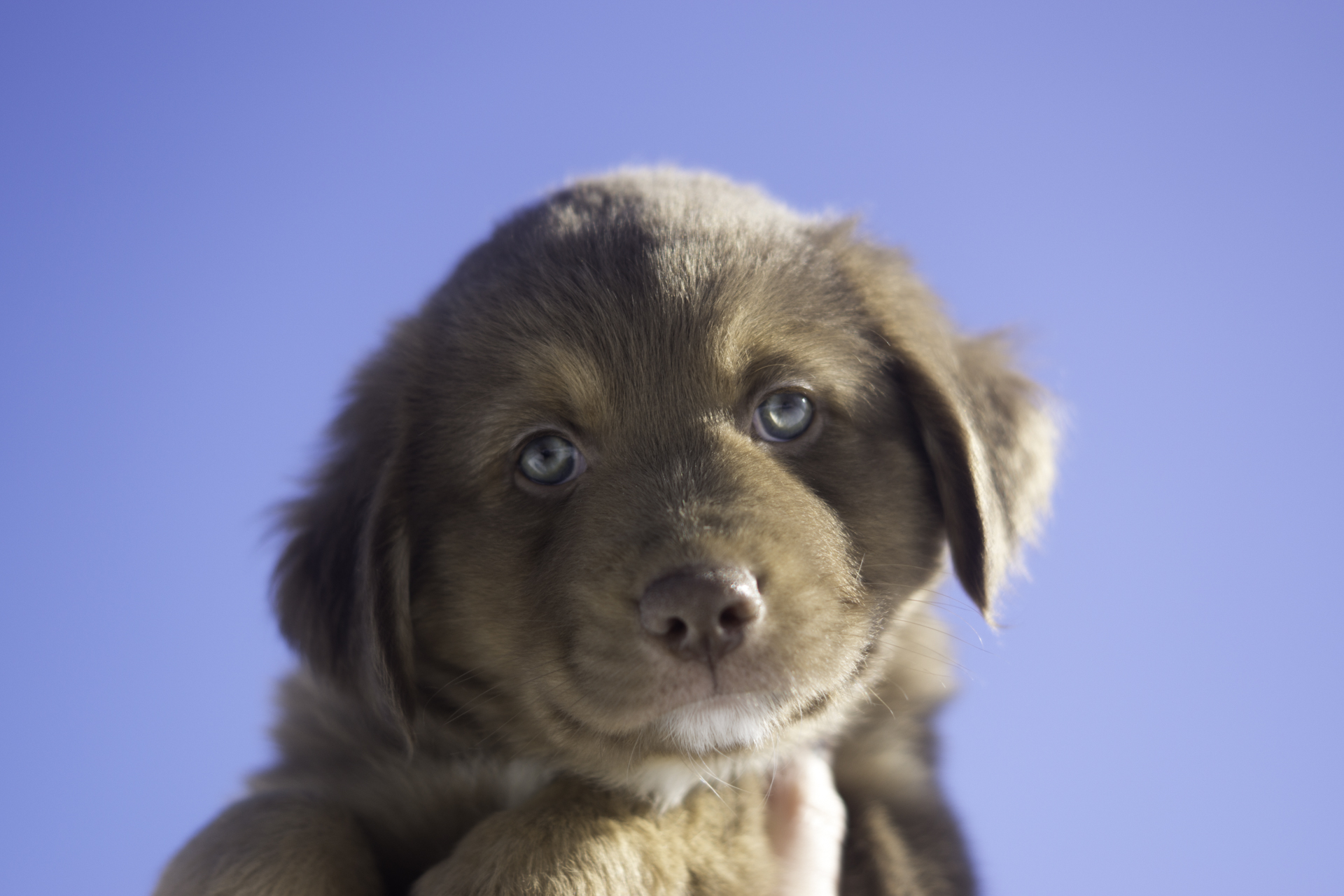 Miniature Australian Shepherd Puppy Female