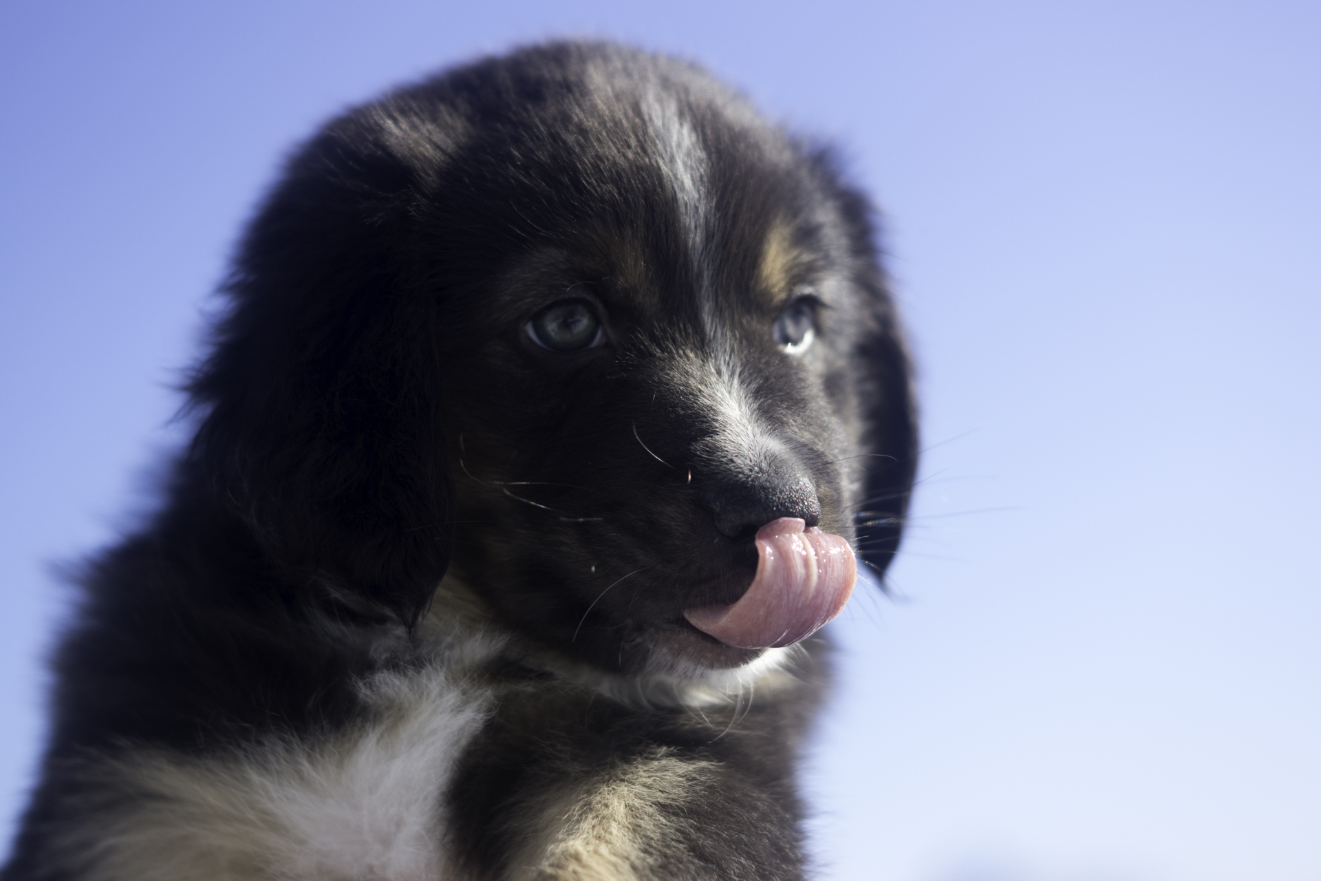 Miniature Australian Shepherd Puppy Female
