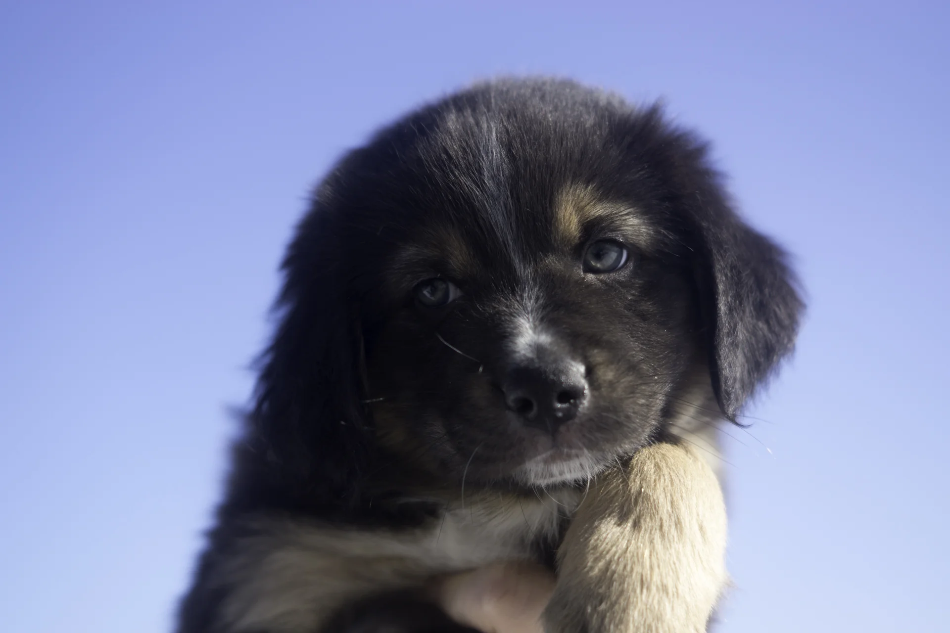 Miniature Australian Shepherd Puppy from Breezemore's Maine Mini Aussies!